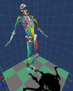 Biomechanical Analysis